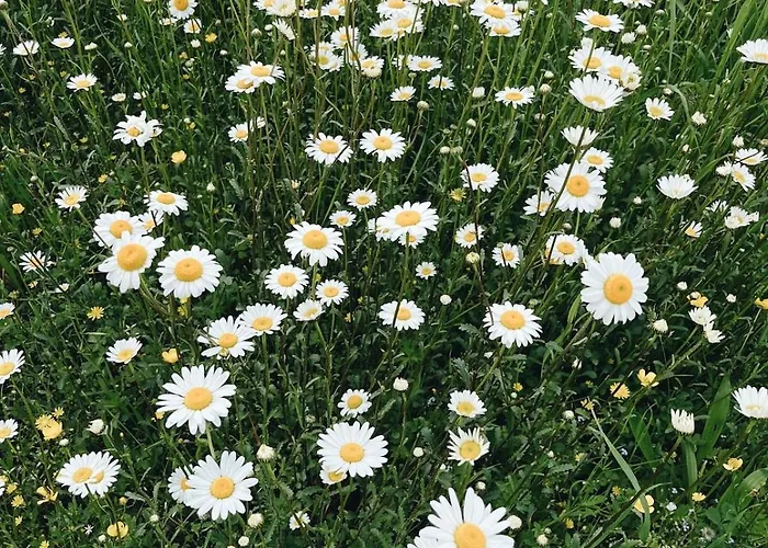 Διαμέρισμα Il Fienile Di Cornazzano *